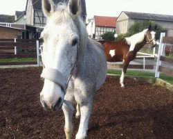 broodmare Lovely Girl (Hessian Warmblood, 1995, from Libero)