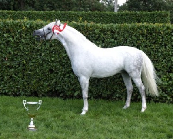 stallion Moorkieker Gawain (Welsh-Pony (Section B), 1994, from Downland Goldflake)