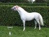 stallion Moorkieker Gawain (Welsh-Pony (Section B), 1994, from Downland Goldflake)