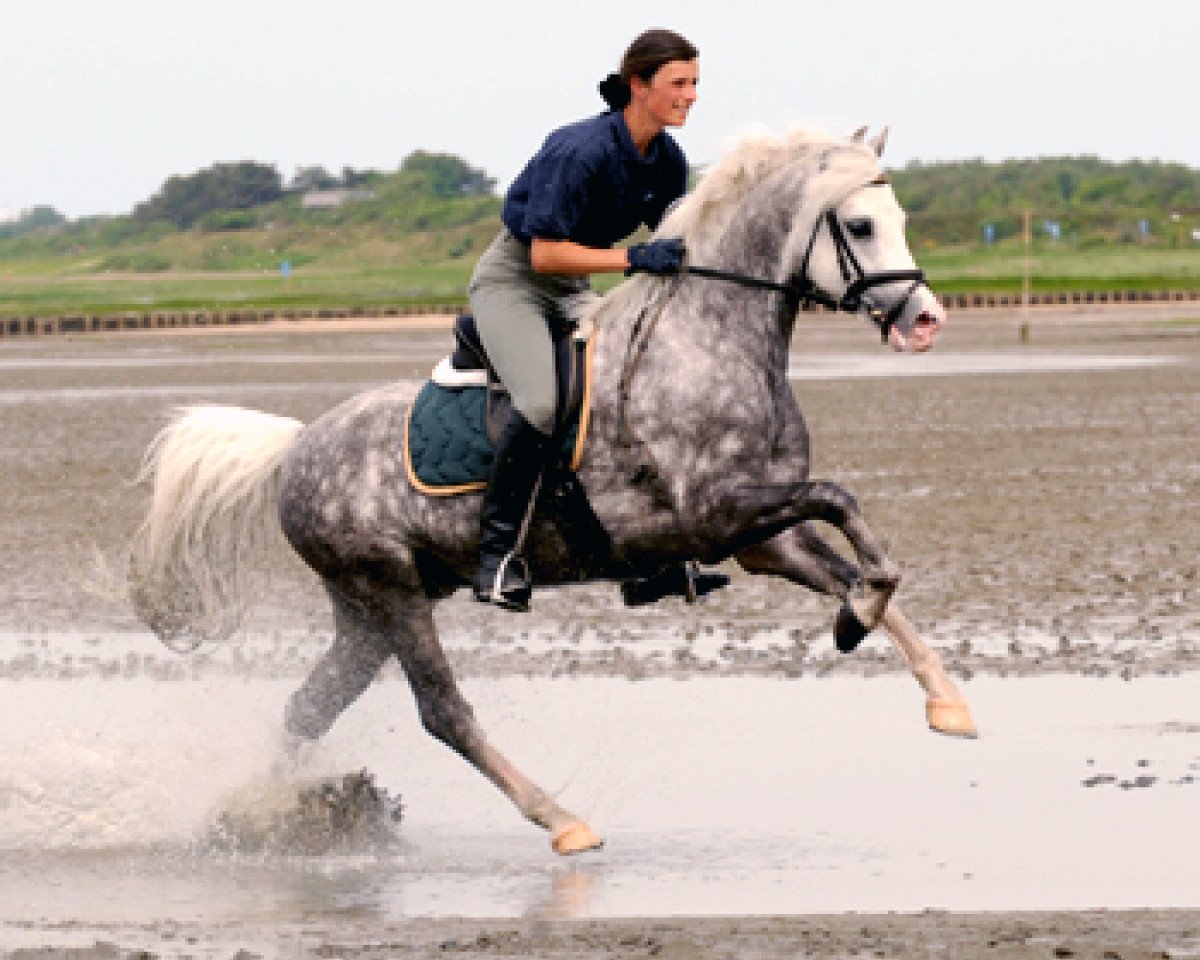 stallion Greylight (Welsh-Pony (Section B), 2002, from Moorkieker Gawain)