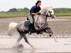 stallion Greylight (Welsh-Pony (Section B), 2002, from Moorkieker Gawain)