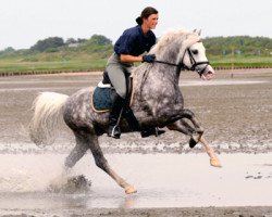 Deckhengst Greylight (Welsh Pony (Sek.B), 2002, von Moorkieker Gawain)