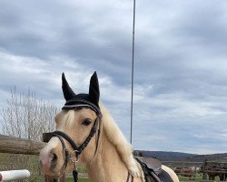 dressage horse Armani Gold (Westphalian, 2016, from A new Star II)