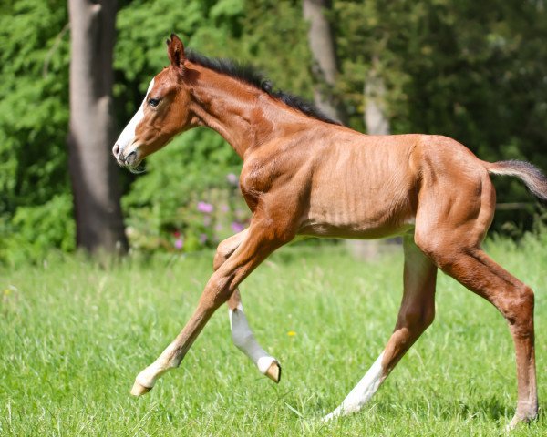 Dressurpferd Findus C (Mecklenburger, 2022, von Floris Prince)