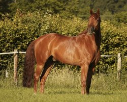 dressage horse Feiner Fred (German Sport Horse, 2014, from Fürst Fohlenhof)