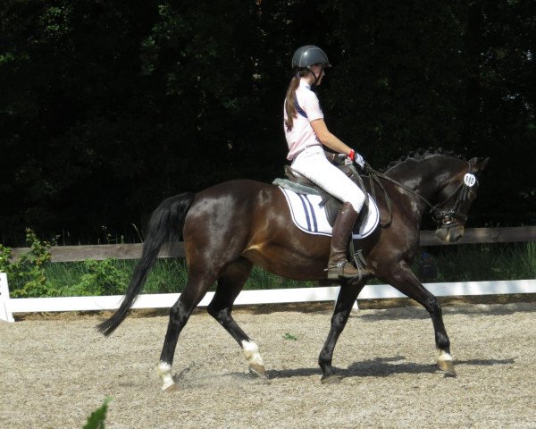 dressage horse Sabrina 477 (German Riding Pony, 1999, from Synod Nickelcoin)