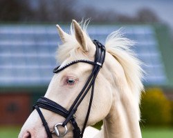 broodmare Dizzy Miss Lizzy 8 (German Riding Pony, 2019, from Dating At NRW)