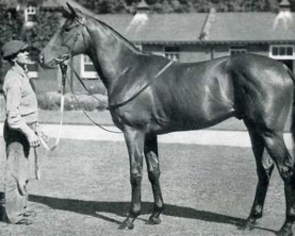 stallion Orgoglio xx (Thoroughbred, 1949, from Nasrullah xx)