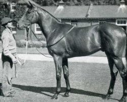 stallion Orgoglio xx (Thoroughbred, 1949, from Nasrullah xx)