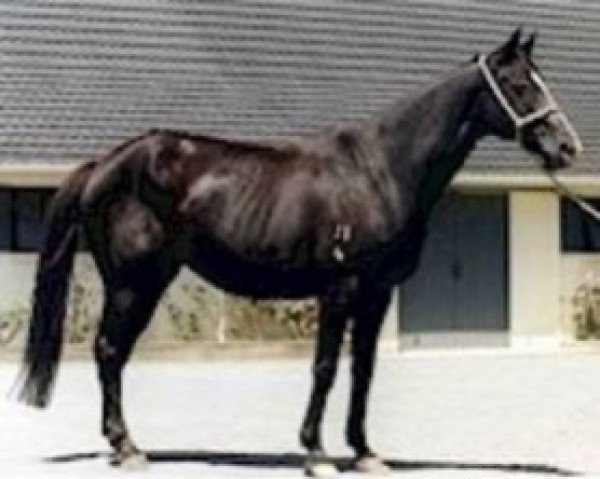 broodmare Eight Carat xx (Thoroughbred, 1975, from Pieces Of Eight II xx)