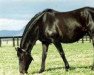 broodmare Cotehele House xx (Thoroughbred, 1980, from My Swanee xx)