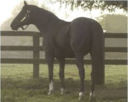 stallion Kaapstad xx (Thoroughbred, 1984, from Sir Tristram xx)