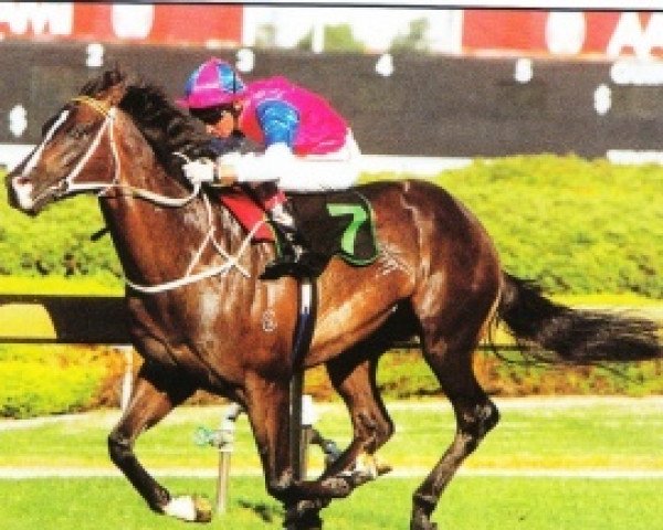 stallion Mouawad xx (Thoroughbred, 1993, from Zabeel xx)