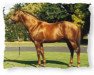 stallion Famous Star xx (Thoroughbred, 1979, from Sharpen Up xx)