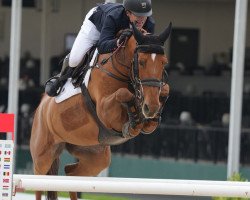 jumper Holliewood (KWPN (Royal Dutch Sporthorse), 2012, from Nabab de Rêve)