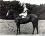 stallion Pinza xx (Thoroughbred, 1950, from Chanteur II xx)