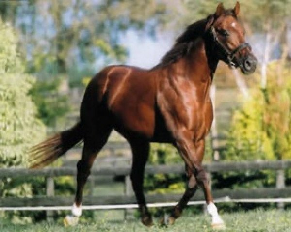 stallion Align xx (Thoroughbred, 1996, from Night Shift xx)