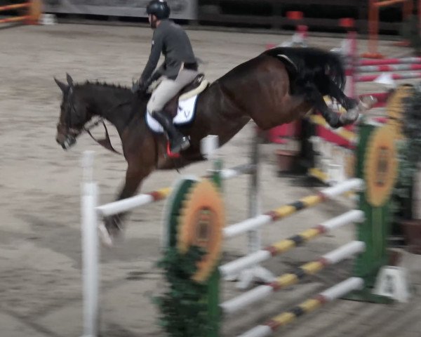 jumper Buckup (KWPN (Royal Dutch Sporthorse), 2006, from Ukato)