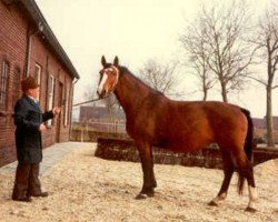 Zuchtstute Onetty (KWPN (Niederländisches Warmblut), 1973, von Doruto)