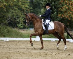 dressage horse Vino 35 (Oldenburg, 2014, from Vivaldi)