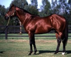 stallion Snippets xx (Thoroughbred, 1984, from Lunchtime xx)