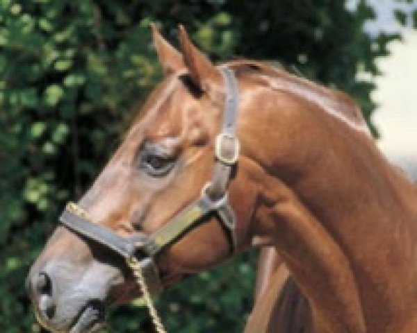 stallion Lunchtime xx (Thoroughbred, 1970, from Silly Season xx)