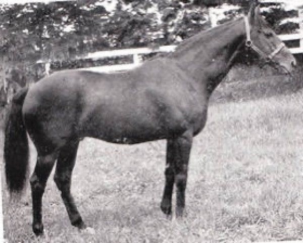 stallion Gold Nib xx (Thoroughbred, 1939, from Dastur xx)