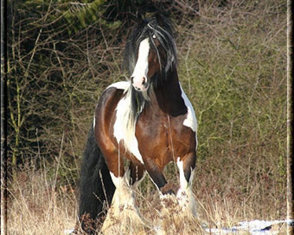 stallion Sligo (Tinker / Irish Cob / Gypsy Vanner, 1995, from The Producer)