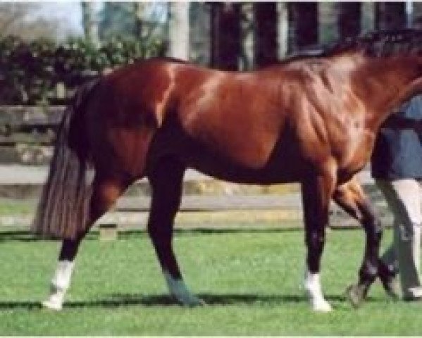 stallion Volksraad xx (Thoroughbred, 1988, from Green Desert xx)