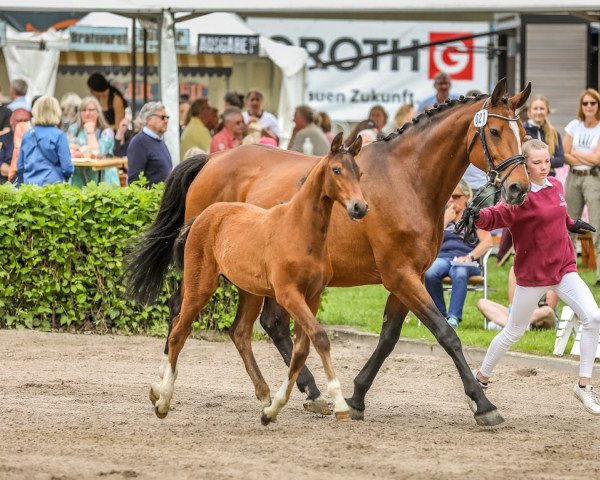 Springpferd Bisous de Balou Star NJE (Holsteiner, 2022, von Balou Star)