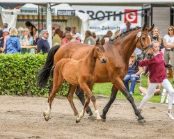 Pferd Bisous de Balou Star NJE (Holsteiner, 2022, von Balou Star)