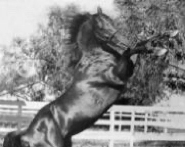 stallion Kaoru Star xx (Thoroughbred, 1965, from Star Kingdom xx)