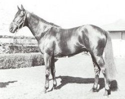 stallion Saraceno xx (Thoroughbred, 1965, from Exar xx)