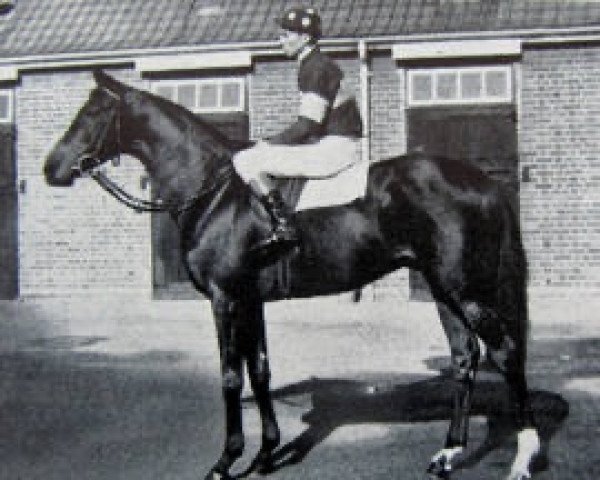 stallion Exar xx (Thoroughbred, 1956, from Arctic Prince xx)