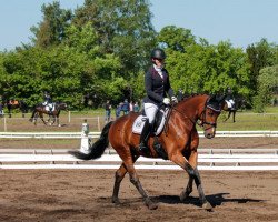 dressage horse Bernado Fm (Hanoverian, 2016, from Buckingham)