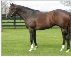 stallion Falkirk xx (Thoroughbred, 2000, from Tale Of The Cat xx)