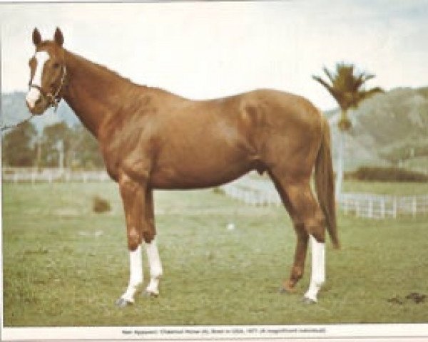 stallion Heir Apparent II xx (Thoroughbred, 1971, from Ribot xx)