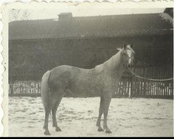 Zuchtstute Čája (Tschechisches Warmblut, 1965, von Diadém xx)