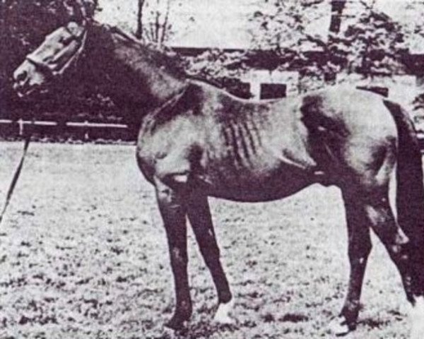 stallion Diadém xx (Thoroughbred, 1952, from Gradivo xx)