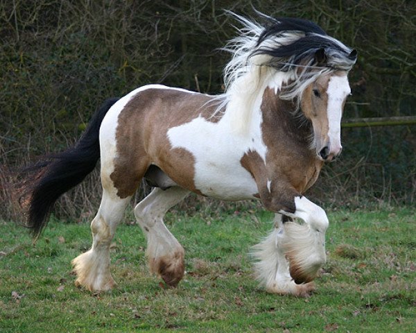 stallion Stefan P (Tinker / Irish Cob / Gypsy Vanner, 2002, from Sligo)