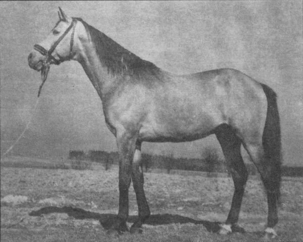 stallion Cesar (Czech Warmblood, 1945, from Otello xx)