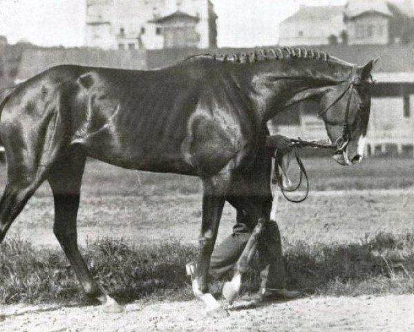 stallion Brutus xx (Thoroughbred, 1923, from Morganatic xx)