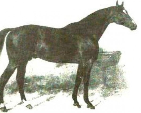 stallion Morgan xx (Thoroughbred, 1883, from Springfield xx)