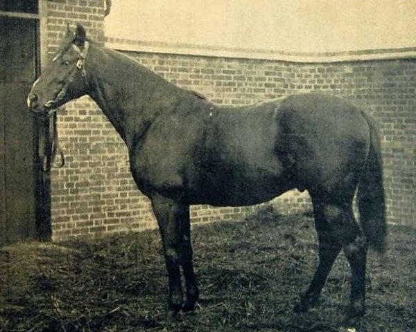 stallion Orvieto xx (Thoroughbred, 1888, from Bend Or xx)