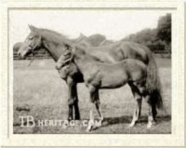 broodmare Rouge Rose xx (Thoroughbred, 1865, from Thormanby xx)
