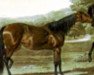 broodmare Rebecca xx (Thoroughbred, 1831, from Lottery xx)