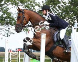 jumper Scalimiro (Oldenburg show jumper, 2004, from Scalino)