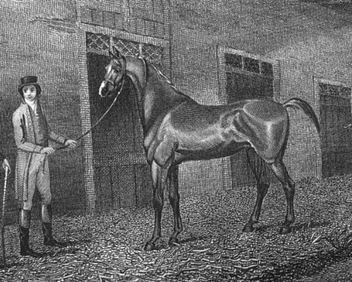 stallion Don Quixote xx (Thoroughbred, 1784, from Eclipse xx)