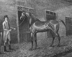 stallion Don Quixote xx (Thoroughbred, 1784, from Eclipse xx)