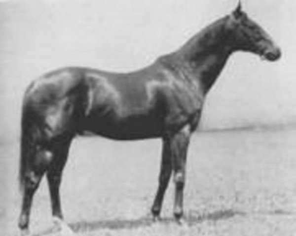 stallion Ossian xx (Thoroughbred, 1918, from Fels xx)